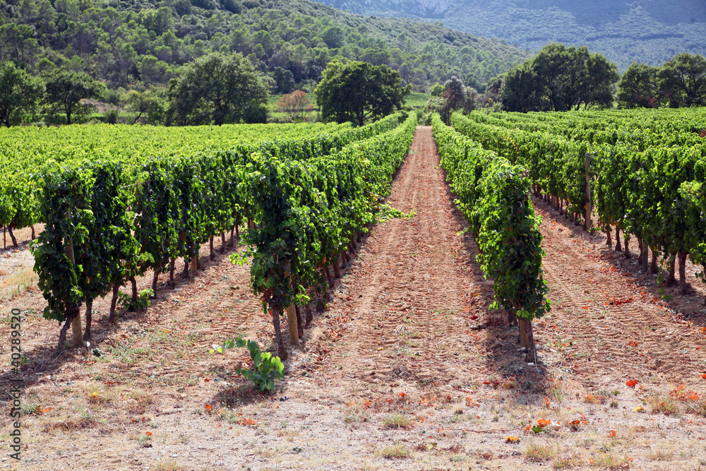 Obraz premium Neat Rows of Vine