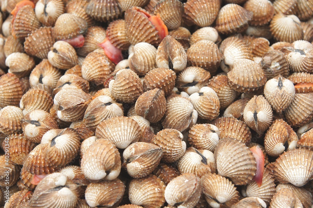 Cockles at the market ,Thailand