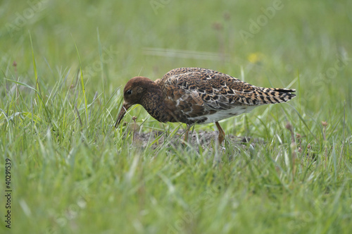 Ruff (Philomachus pugnax)