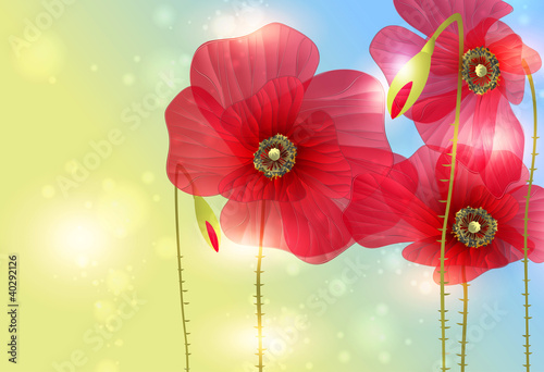 Fototapeta Naklejka Na Ścianę i Meble -  red poppies