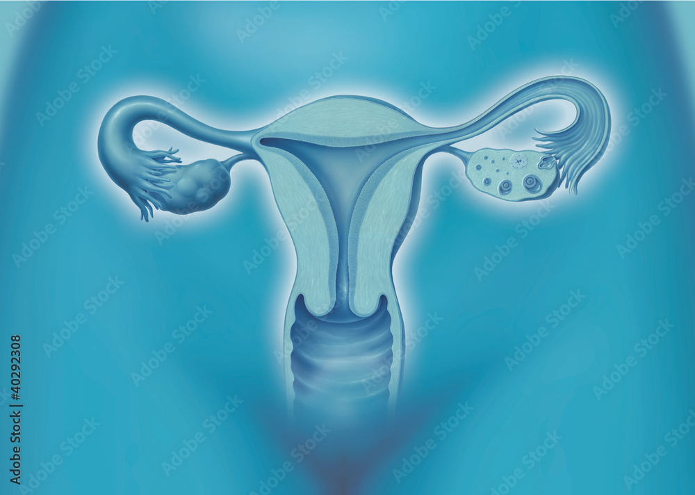Uterus, Gebärmutter StockIllustration Adobe Stock