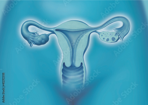 Uterus, Gebärmutter