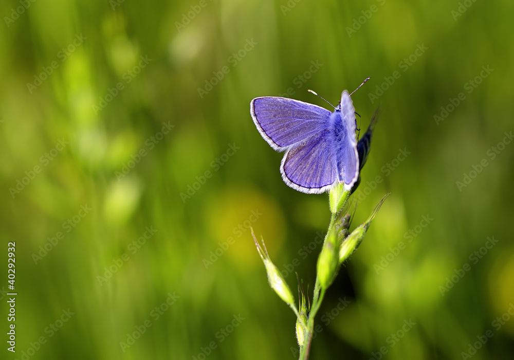 blue butterfly blue butterfly