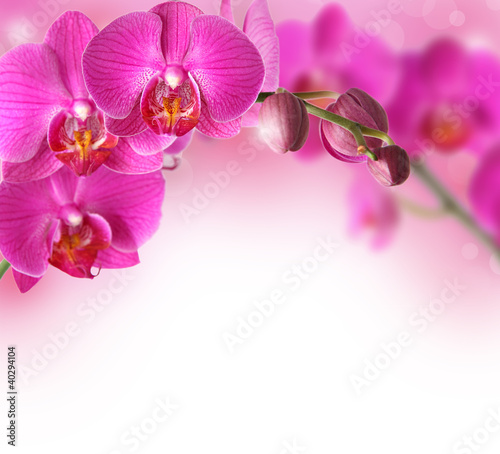Orchids design border with copy space
