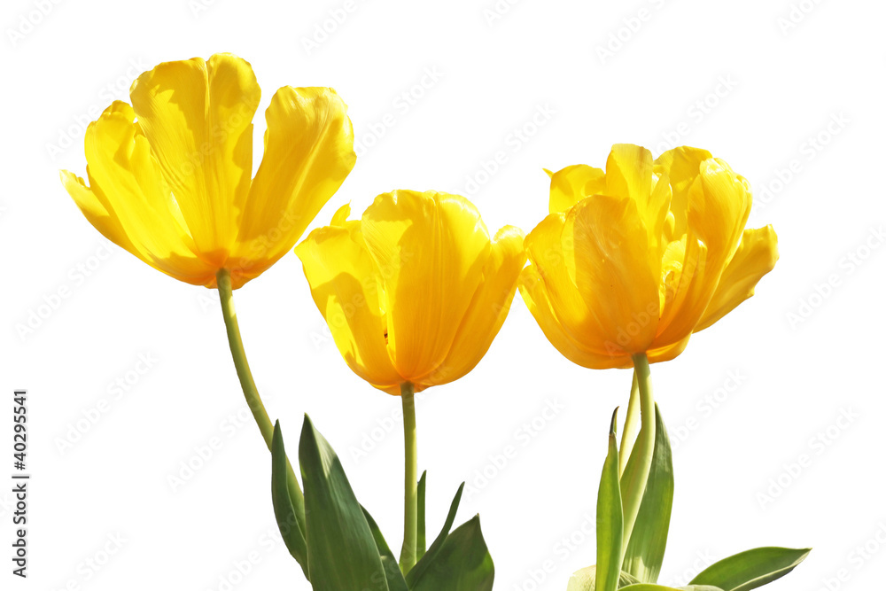 gelbe Tulpen gelbe Tulpen