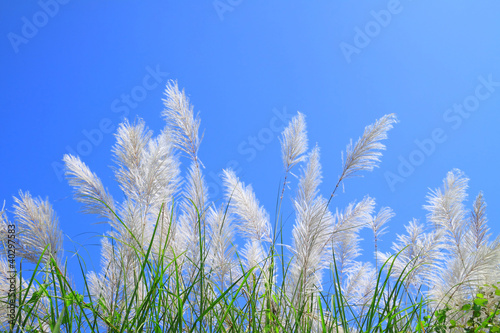 Grass flower and blue sky