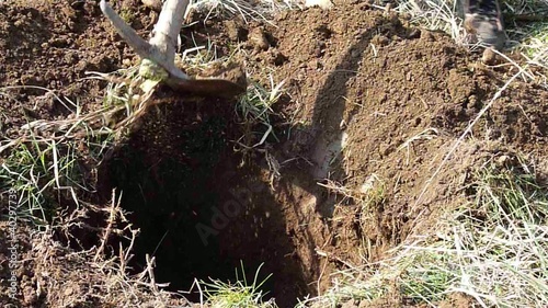 holding a hoe and digging