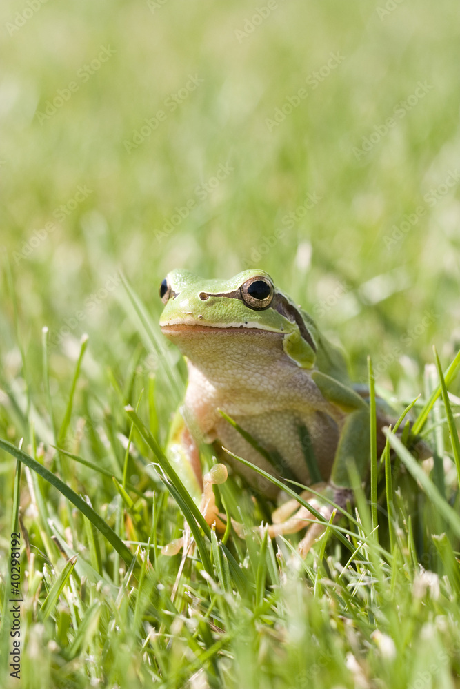 Obraz premium Small green frog