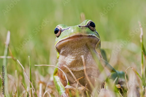 Small green frog on grass © İhsan Gerçelman
