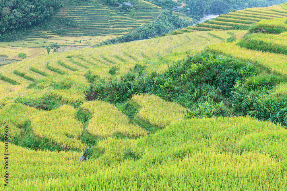 Rice terraces in the mountains