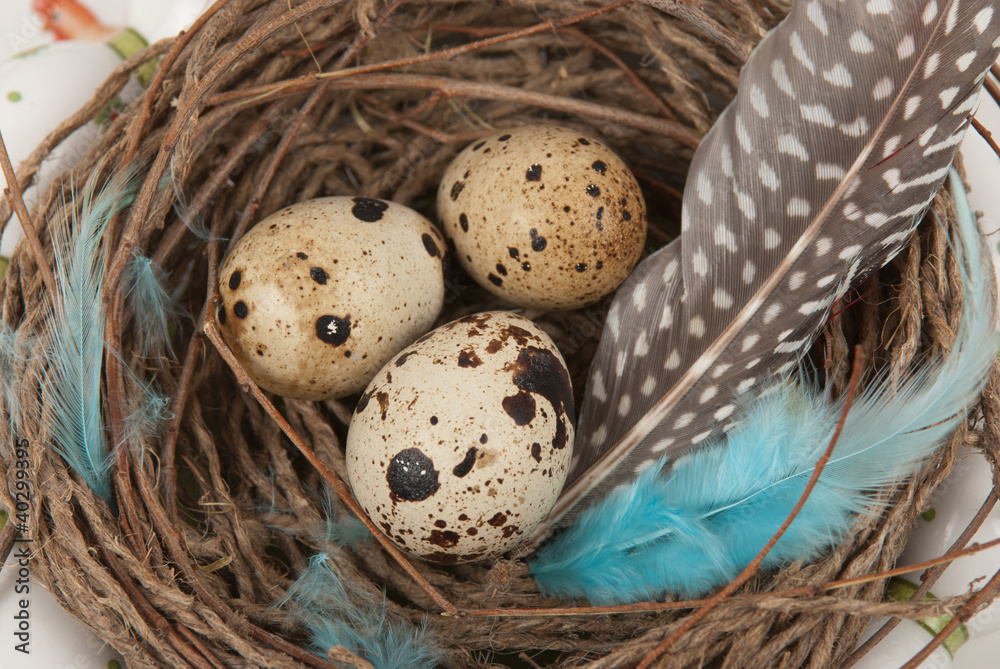 quail eggs quail eggs