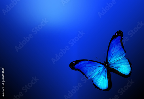 Photography Blue butterfly on dark blue background