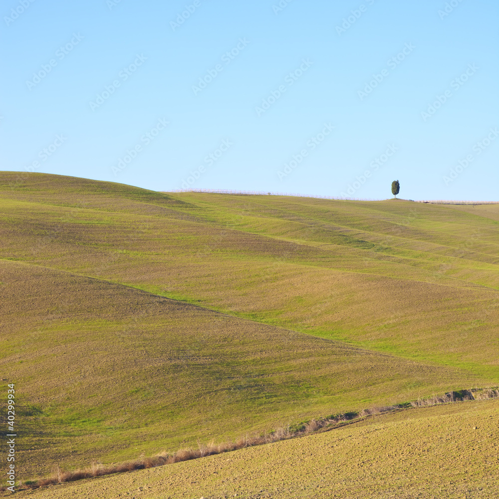Tuscany: typical landscape. Rolling hills and a tree.
