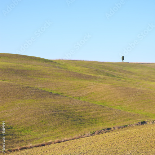 Tuscany: typical landscape. Rolling hills and a tree.
