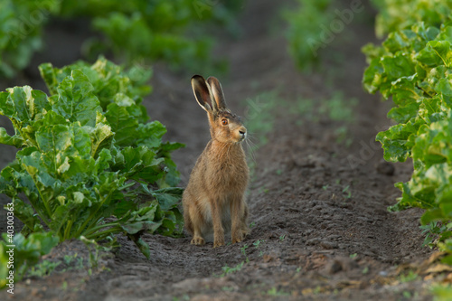 Hare