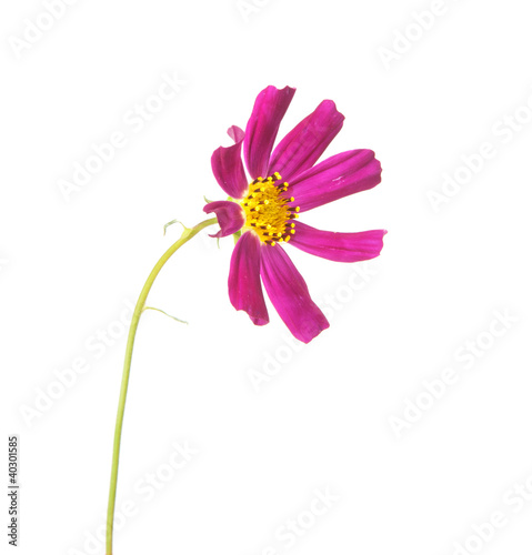 flower cosmos