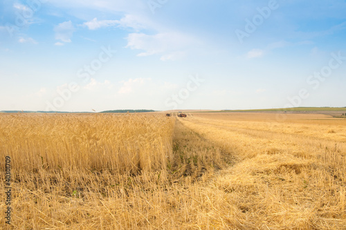 grain harvester combine in field © Maxim Loskutnikov