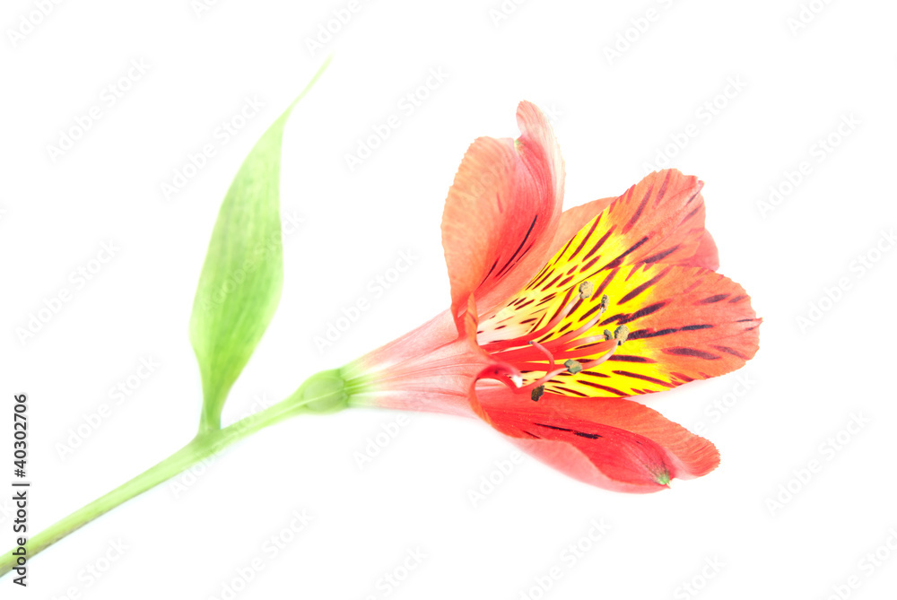 Red Alstroemeria Lily Spray isolated on white background