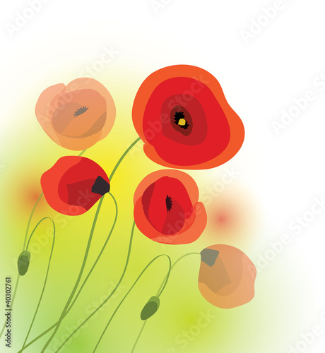 Fototapeta Naklejka Na Ścianę i Meble -  Poppies Sprring vector
