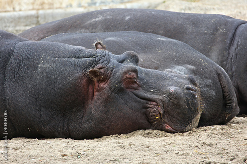 hippopotamus sleeping photo