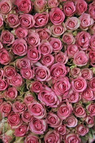 pink roses in a group