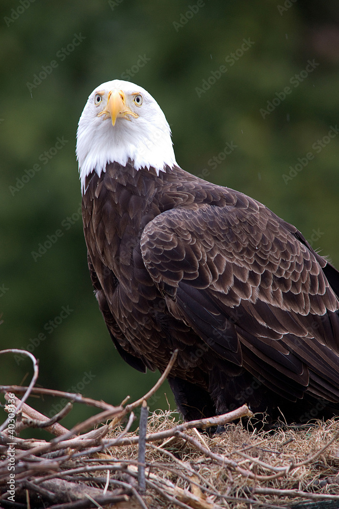 Obraz premium Bald eagle