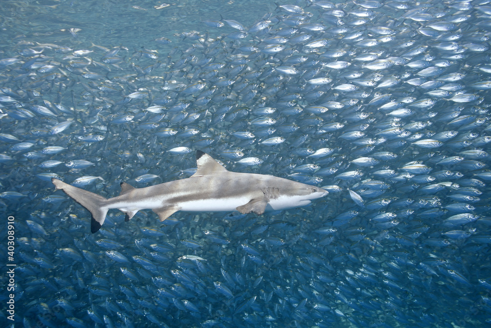 Obraz premium Blacktip Reef Shark with Fish