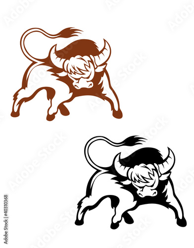 Wild buffalo