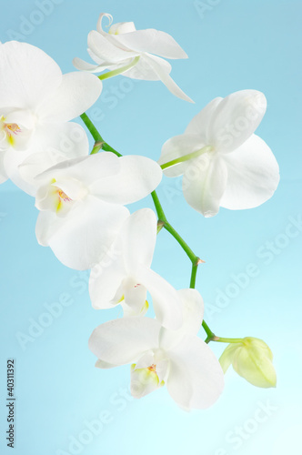 Orchid branch