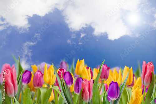 Spring garden, tulips - beautiful spring flowers