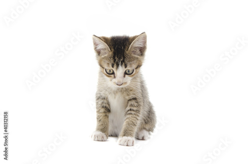 malaysian stray kitten isolated on white