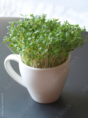 Cress in a cup