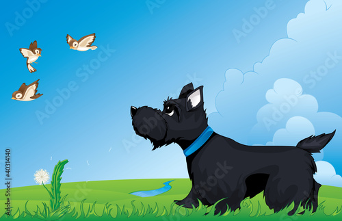 Dog walking and watching birds