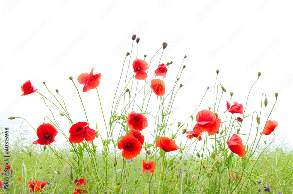 Naklejka premium red poppies