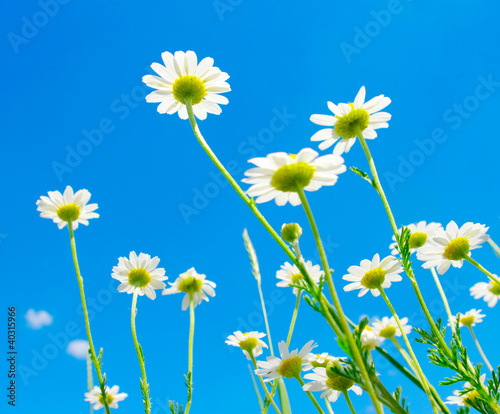 white daisies