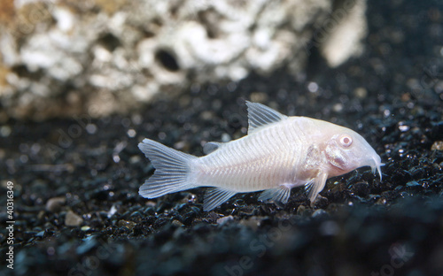 corydoras albinos