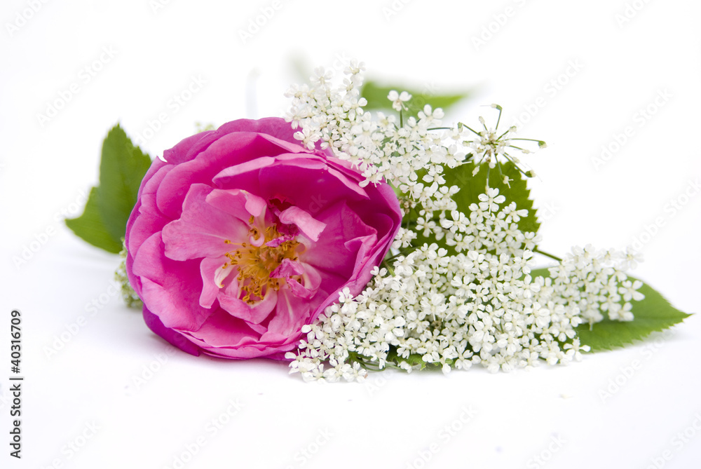 Obraz premium цветок