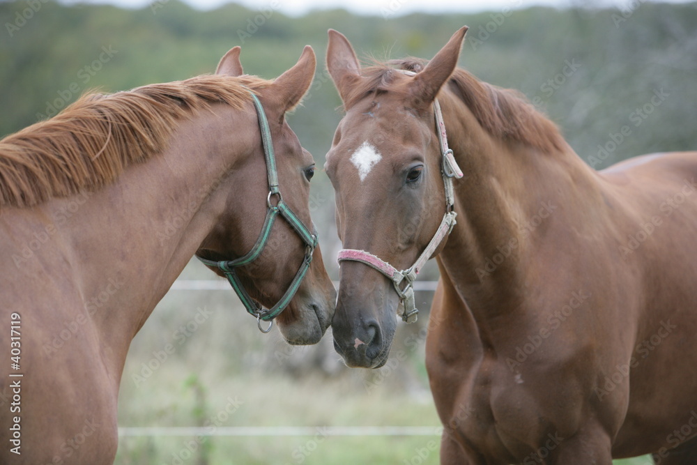 Chevaux Chevaux