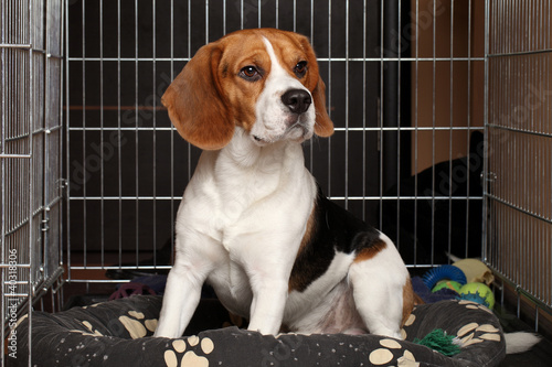 Fototapeta Naklejka Na Ścianę i Meble -  Dog in cage