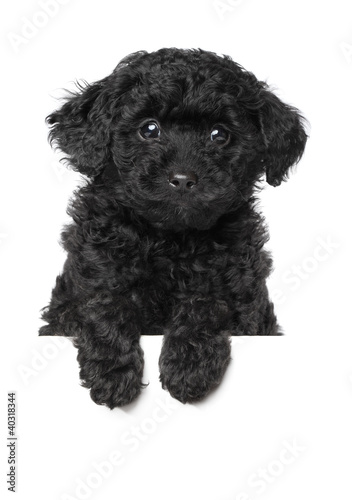 Black Toy poodle puppy