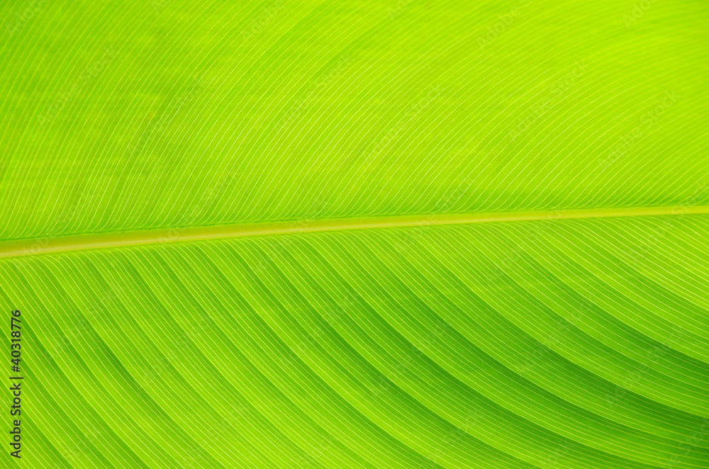 leaf leaf