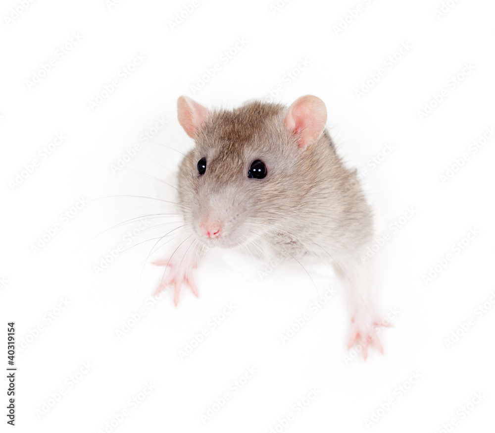 domestic grey rat in paper side torn hole isolated