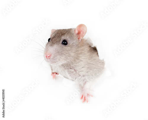 domestic grey rat in paper side torn hole isolated