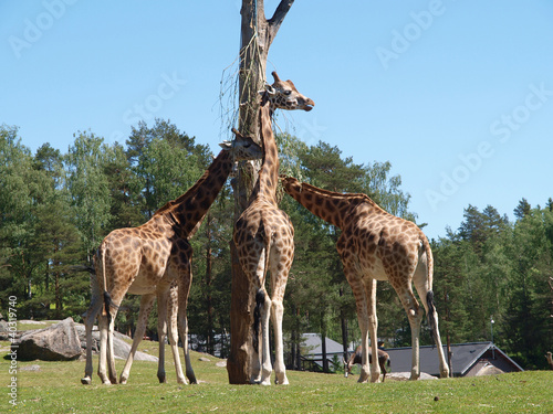 Photography three giraffes