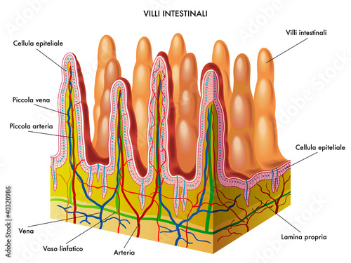 villi intestinali