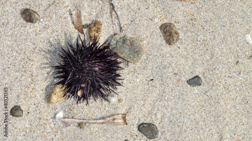 riccio spiaggino