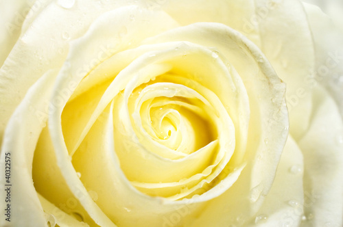 roses close-up