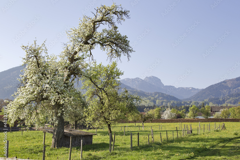 frühling in oberbayern mit wendelstein im hintergrund