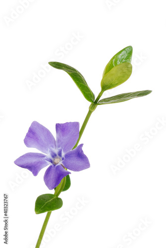 Isolated periwinkle flower
