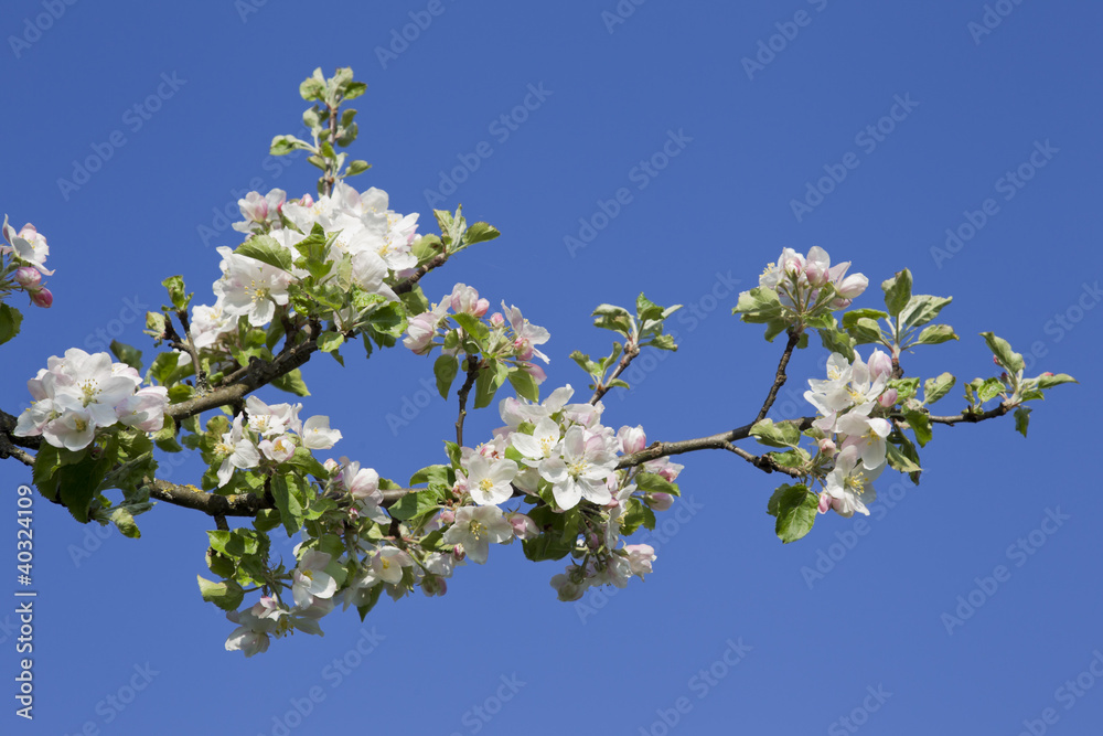 Obraz premium frühling in oberbayern